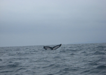 Пуэрто Лопес, Побережье регион, Эквадор, фото № 63515 – фотографии Эквадора