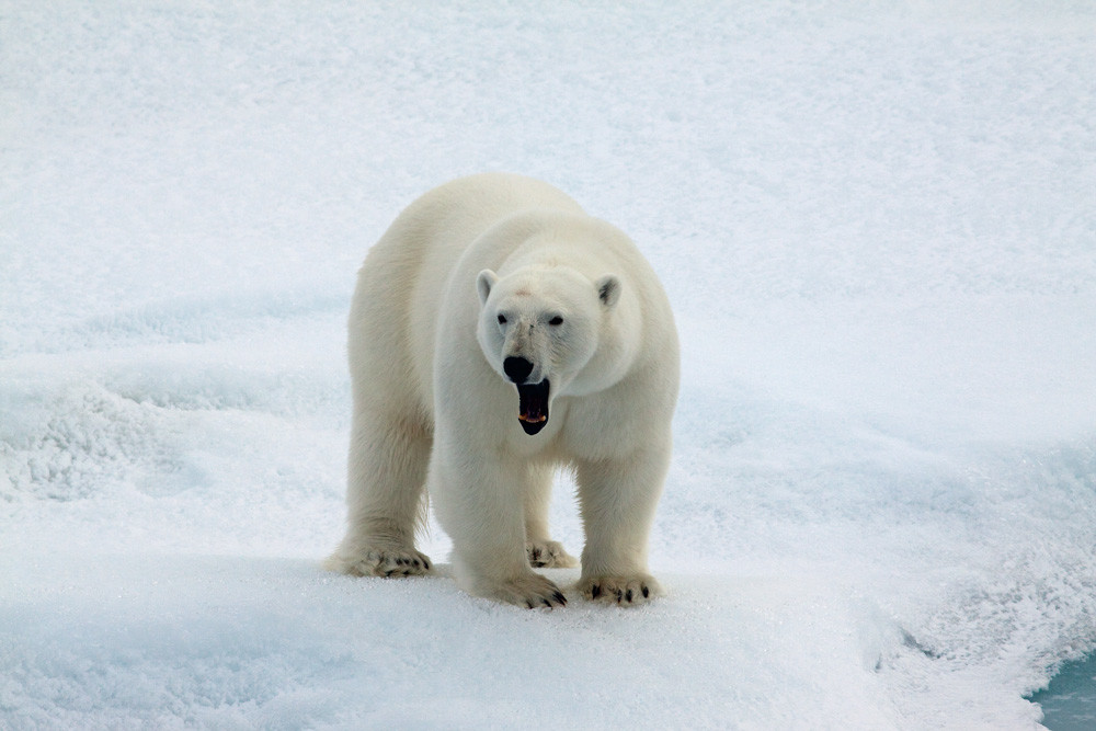 Белый медведь в районе Земли Франца-Иосифа – фотографии России