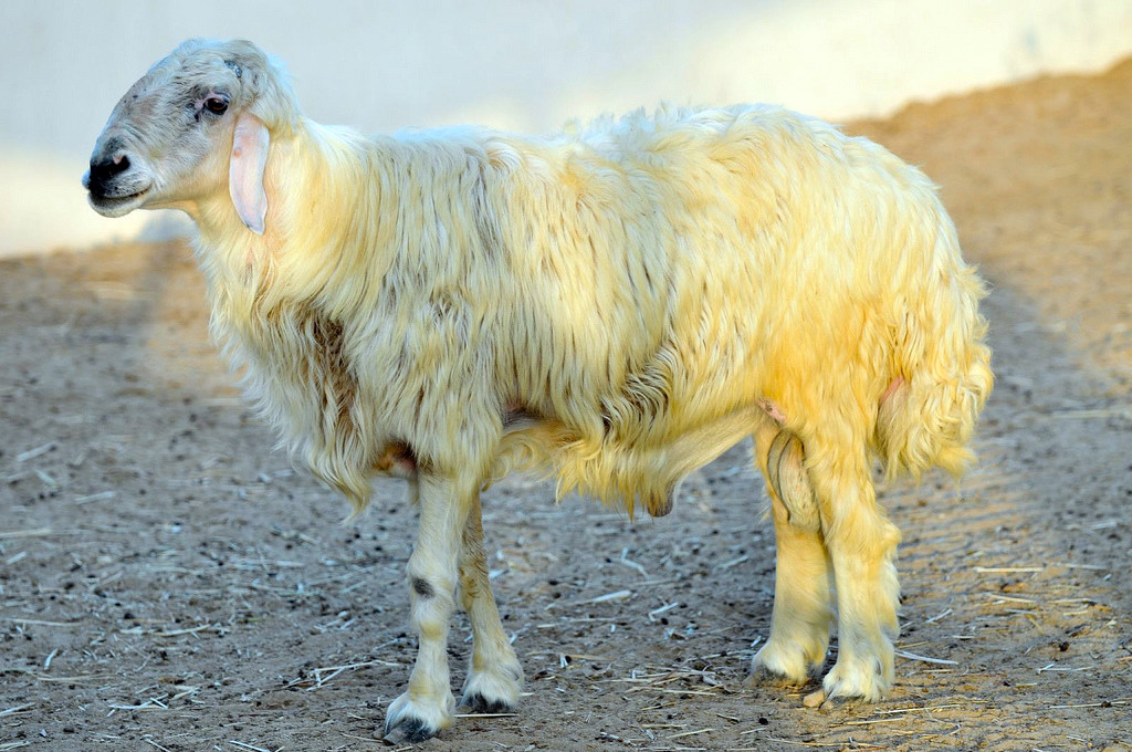 Овца в парке дикой природы Аль-Арин (Al Areen) – фотографии Бахрейна