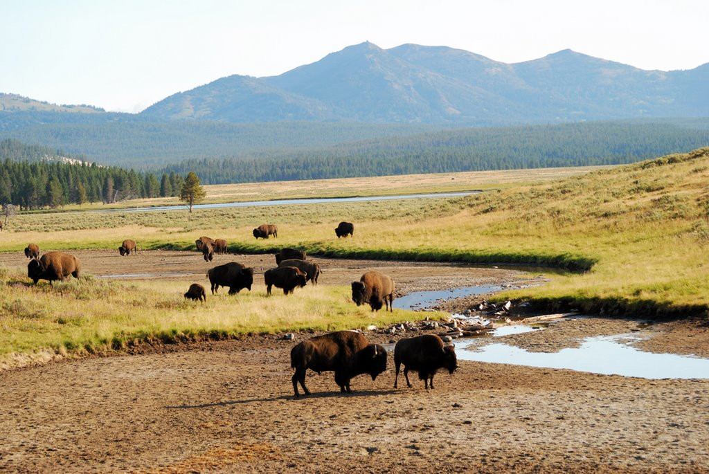 Национальный парк Йеллоустон (Yellowstone National Park). Фото 4 – фотографии США