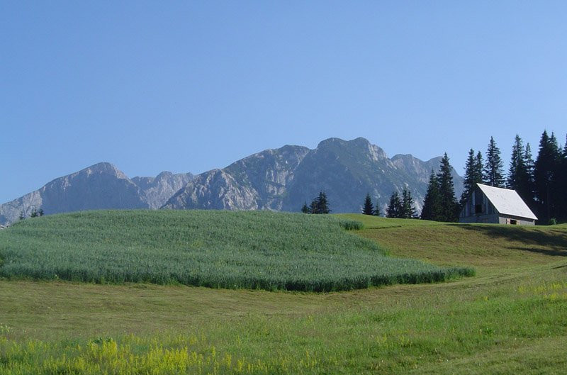 Поле в Дурмитор, Черногория. Фото 9 – фотографии Черногории
