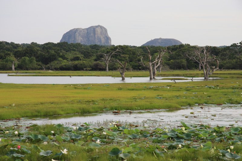 Яла Национальный Парк, Шри-Ланка, фото № 52688 – фотографии Шри-Ланки