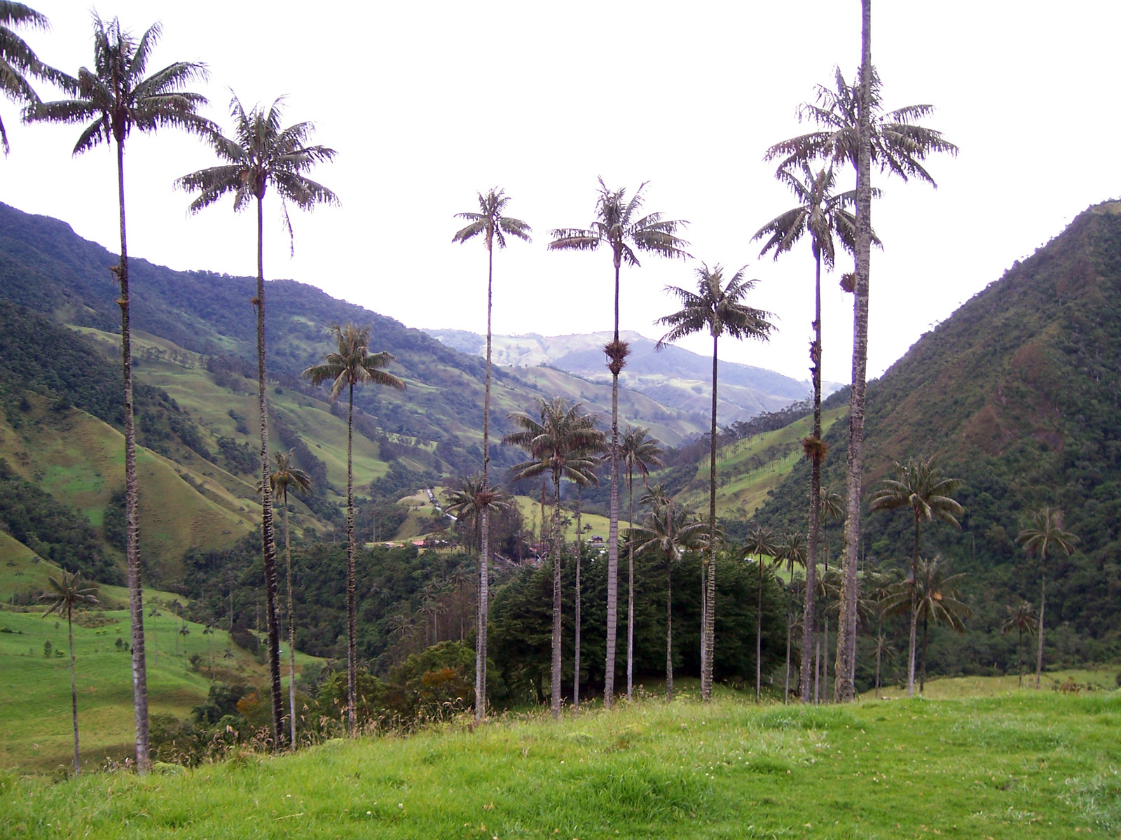Долина Кокора в Колумбии. Фото 5 – фотографии Колумбии
