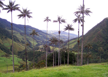 Долина Кокора в Колумбии. Фото 5 – фотографии Колумбии