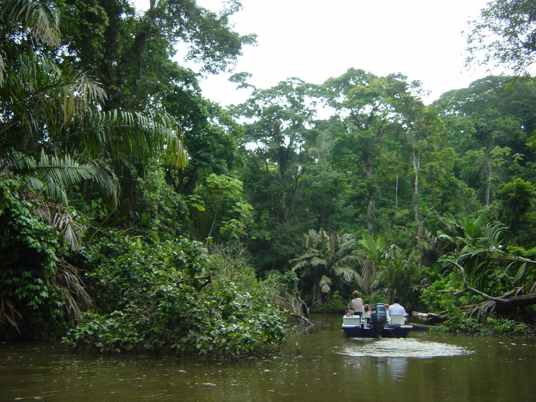 Тортугеро Национальный парк, Лимон провинция, Коста-Рика, фото № 40327 – фотографии Коста-Рики
