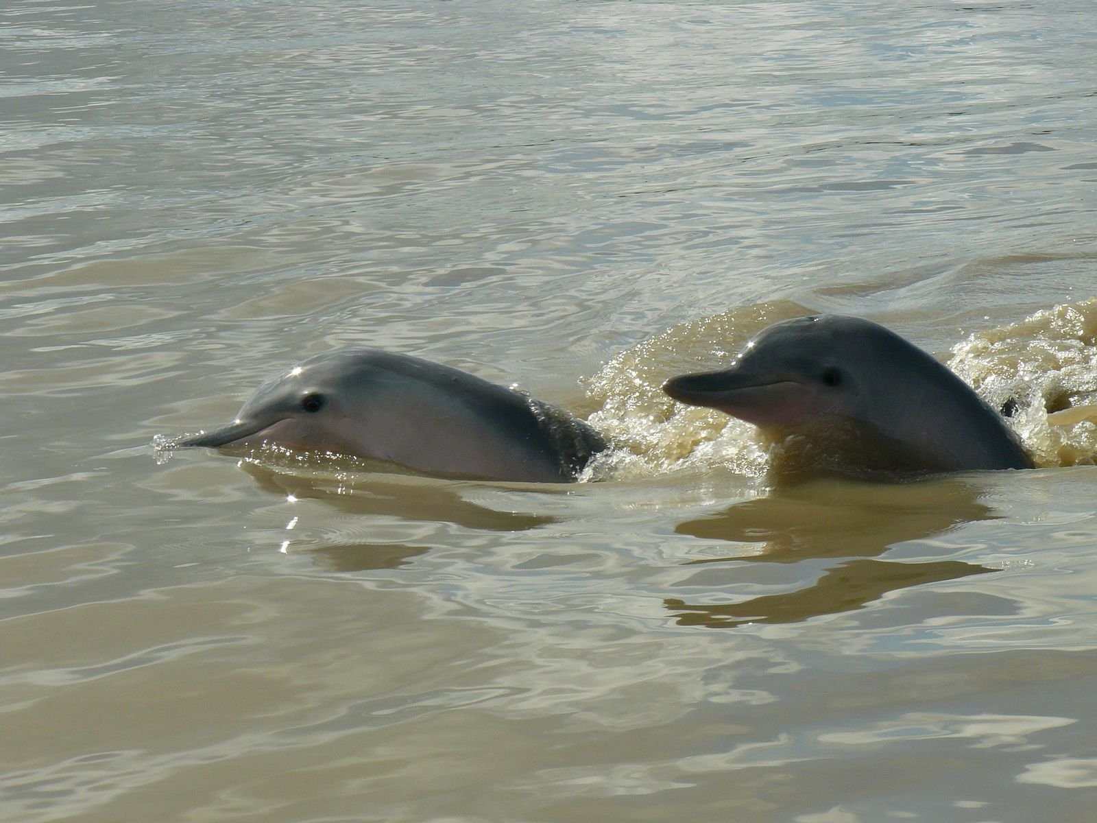 Суринам, фото № 4658 – фотографии Суринама