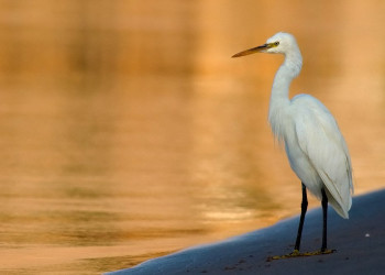 Дахаб, Египет, фото № 34974 – фотографии Египта