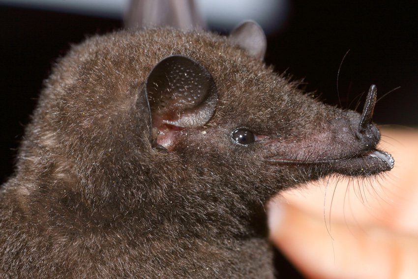 Французская Гвиана, фото № 2120 – фотографии Французской Гвианы