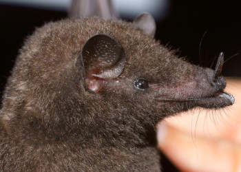 Французская Гвиана, фото № 2120 – фотографии Французской Гвианы