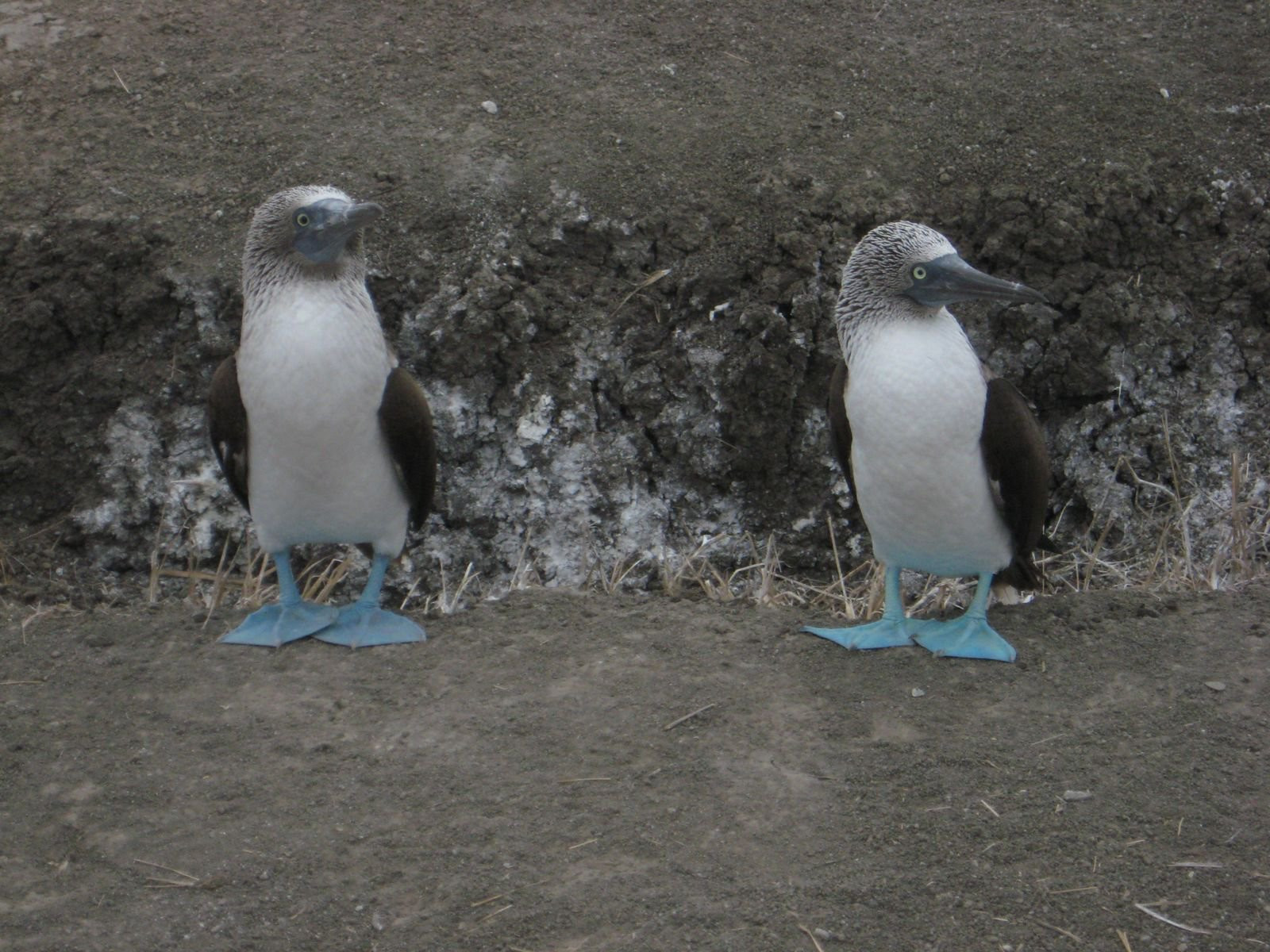 Пуэрто Лопес, Побережье регион, Эквадор, фото № 63517 – фотографии Эквадора