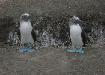 Пуэрто Лопес, Побережье регион, Эквадор, фото № 63517 – фотографии Эквадора