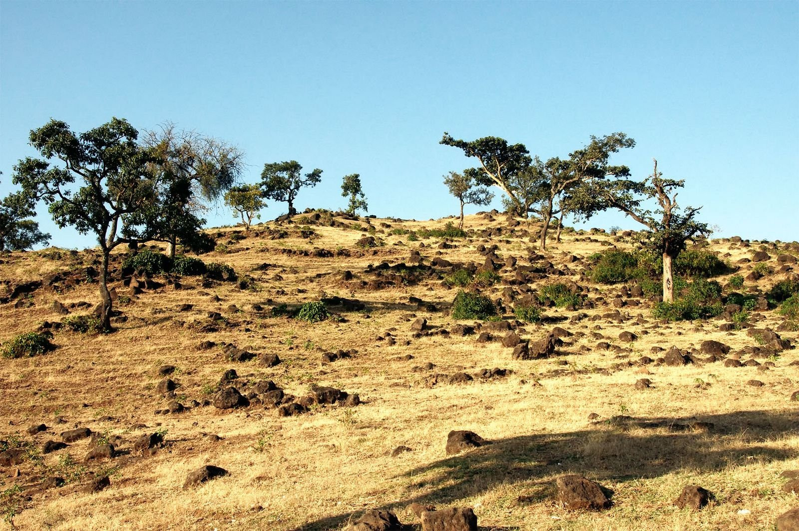 Бесконечная равнина – фотографии Эфиопии