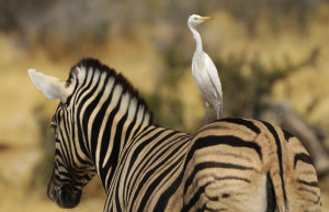 Namibia – фотографии Намибии