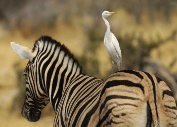Namibia – фотографии Намибии
