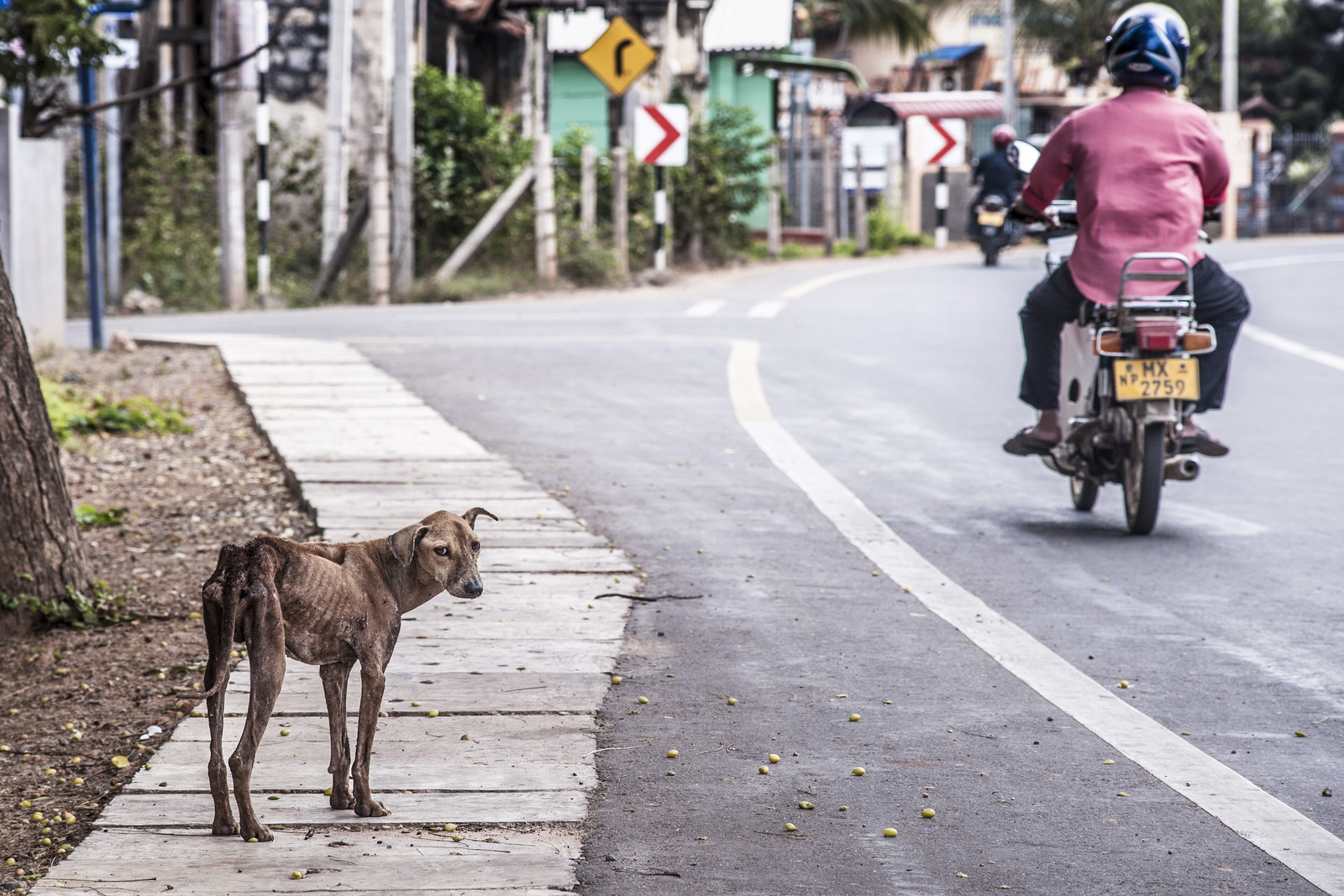 Город Джафна (Jaffna) на севере острова Шри-Ланка. Фото 1 – фотографии Шри-Ланки