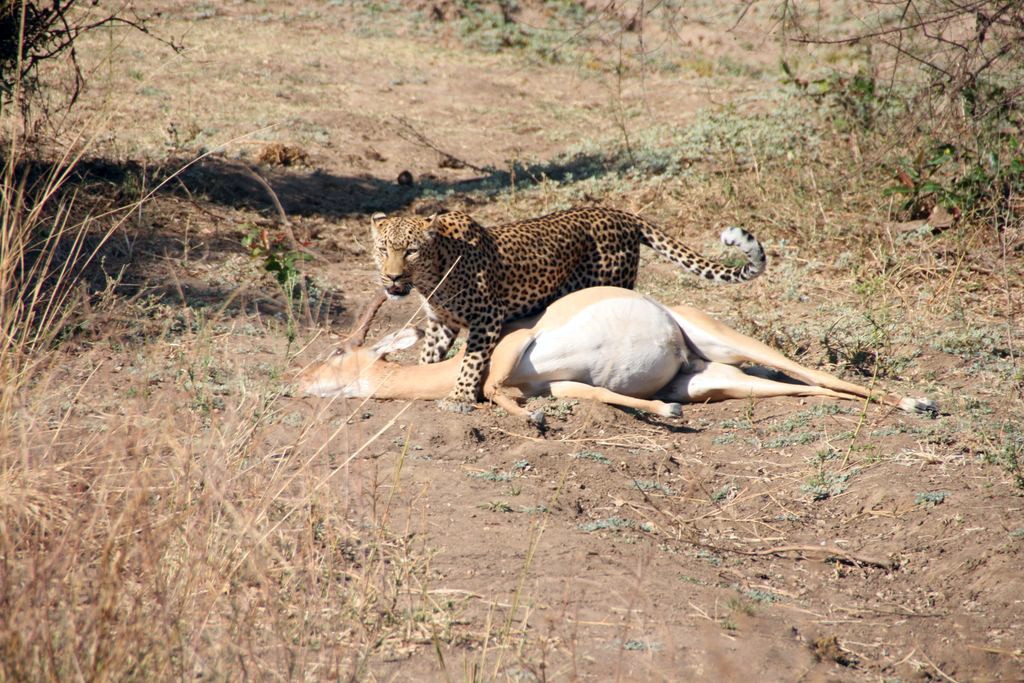Леопард поймал себе обед – фотографии Замбии