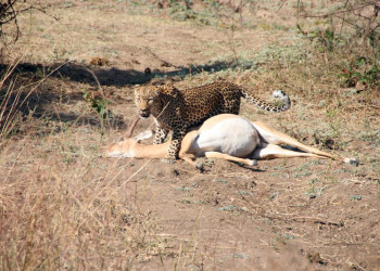 Леопард поймал себе обед – фотографии Замбии