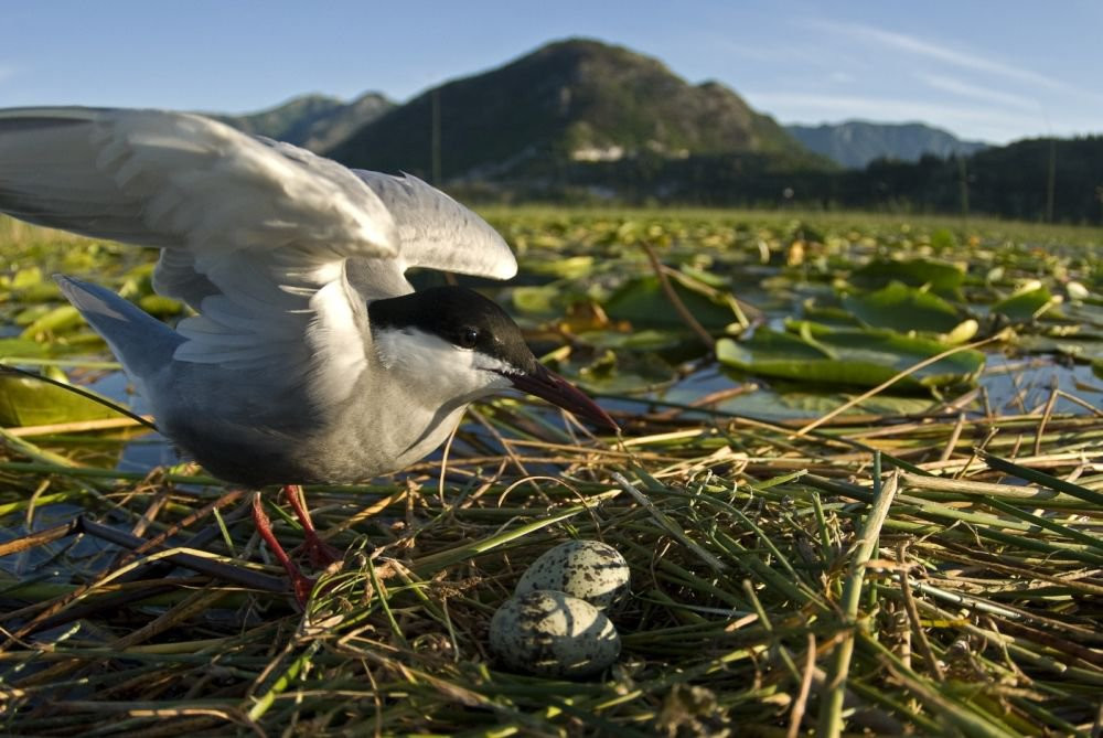 Птица в Национальном парке, Черногория – фотографии Черногории