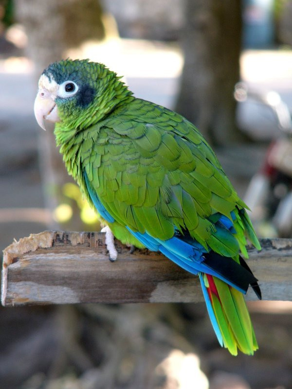 Ла-Романа, Доминикана, фото № 30395 – фотографии Доминиканы