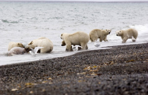 Белые медведи на острове Врангеля. Фото 1 – фотографии России