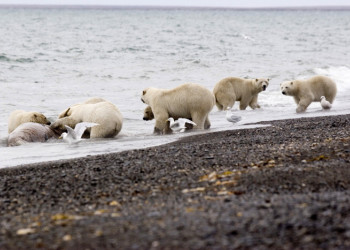 Белые медведи на острове Врангеля. Фото 1 – фотографии России