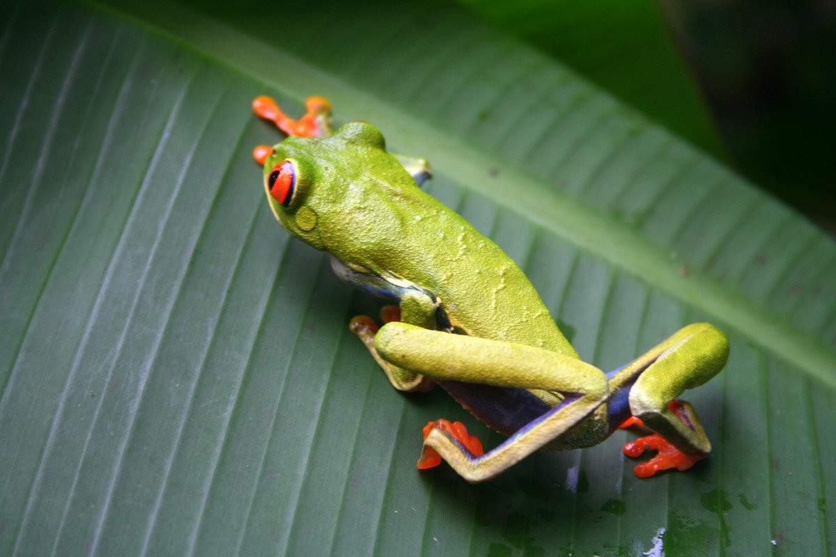 Тортугеро Национальный парк, Лимон провинция, Коста-Рика, фото № 40334 – фотографии Коста-Рики