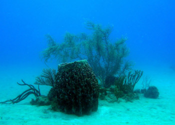 Гваделупа, фото № 3633 – фотографии Гваделупы