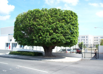 Необычное дерево в Джорджтауне (George Town), Каймановы острова – фотографии Каймановых островов
