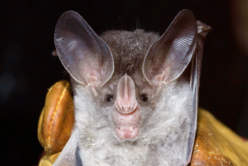 Французская Гвиана, фото № 2123 – фотографии Французской Гвианы