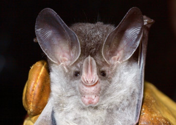 Французская Гвиана, фото № 2123 – фотографии Французской Гвианы