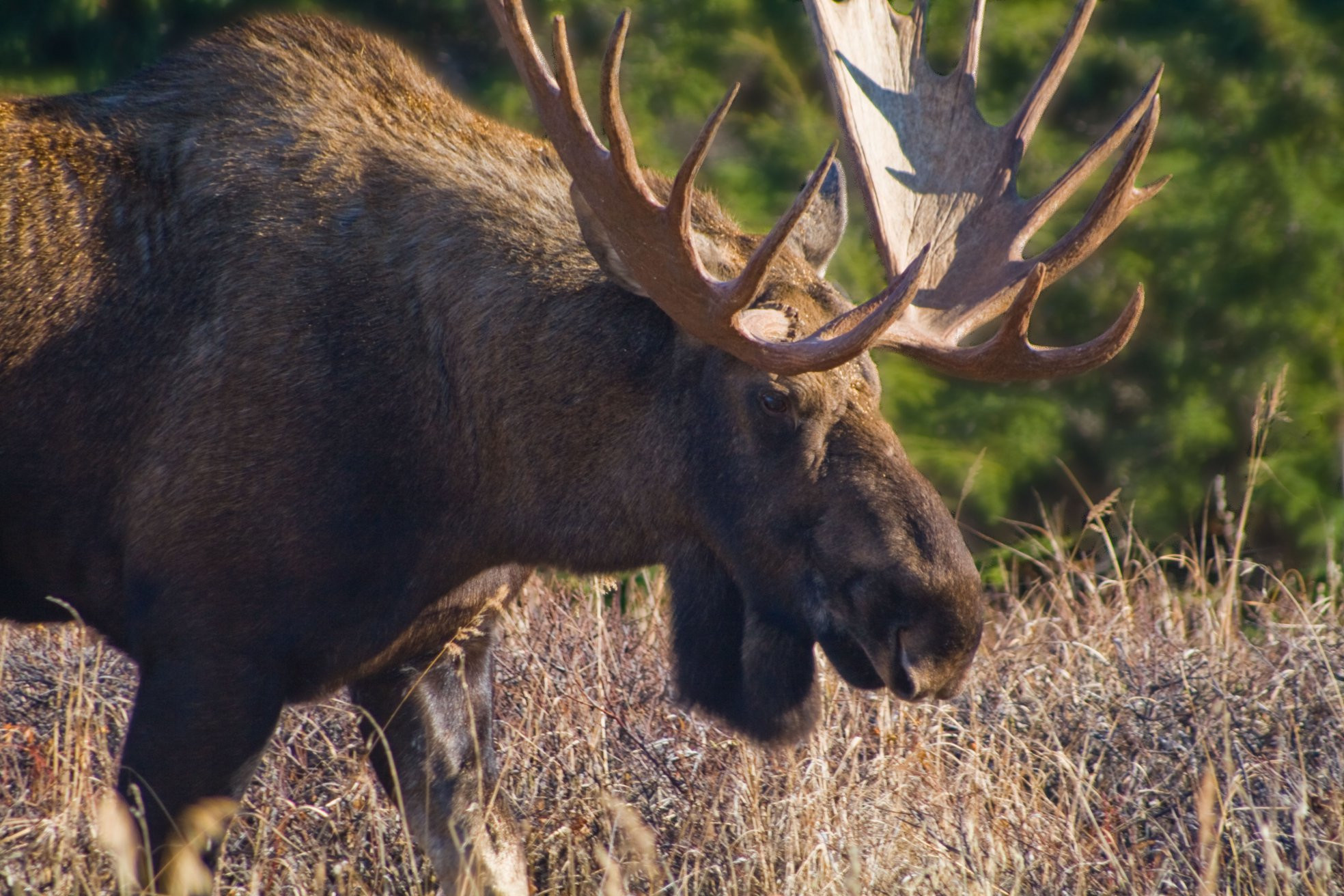 Аляска штат, США, фото № 67719 – фотографии США
