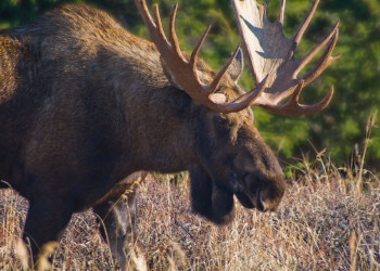 Аляска штат, США, фото № 67719 – фотографии США