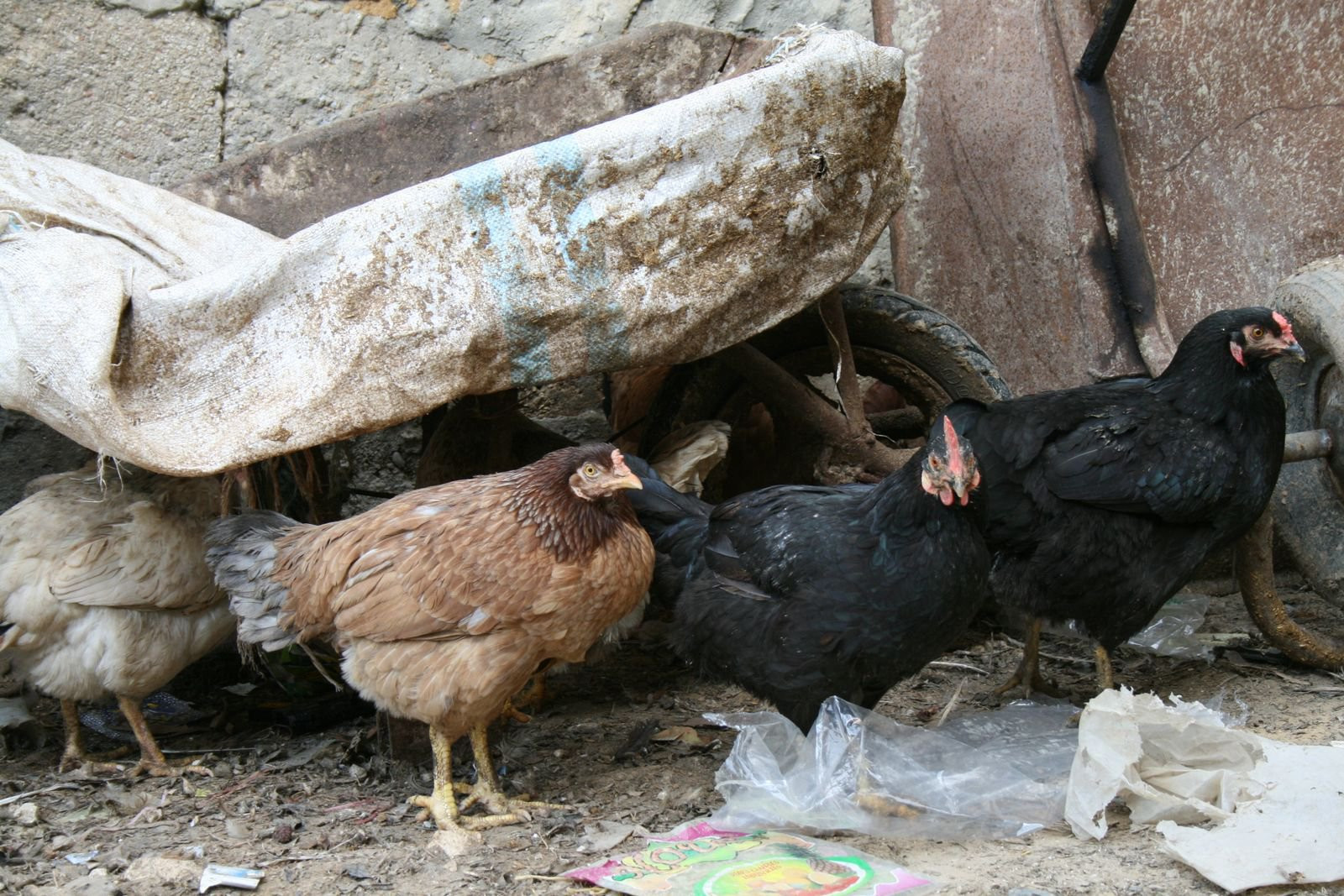 Ливан, фото № 1965 – фотографии Ливана