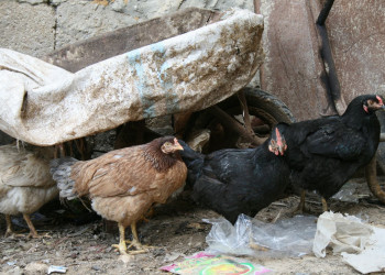 Ливан, фото № 1965 – фотографии Ливана