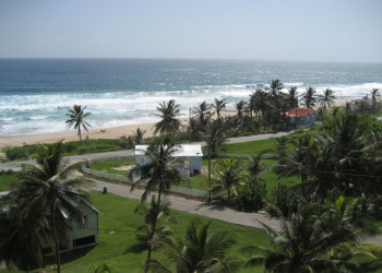 Пальмы на Восточном побережье, Барбадос – фотографии Барбадоса