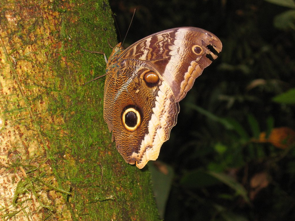 Браулио Каррильо Национальный Парк, Эредия провинция, Коста-Рика, фото № 39995 – фотографии Коста-Рики