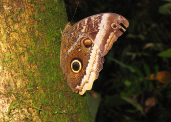 Браулио Каррильо Национальный Парк, Эредия провинция, Коста-Рика, фото № 39995 – фотографии Коста-Рики