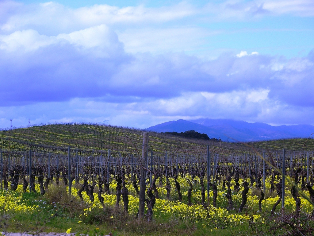 Плантация в Алериа, Франция – фотографии Франции