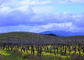 Плантация в Алериа, Франция – фотографии Франции