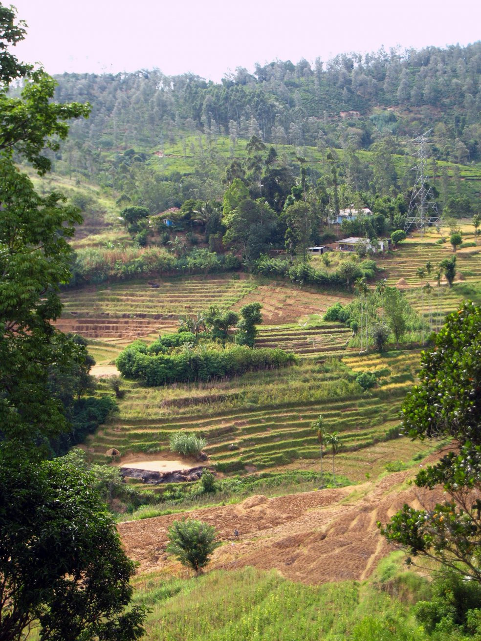 Нувара Элия, Шри-Ланка, фото № 52097 – фотографии Шри-Ланки