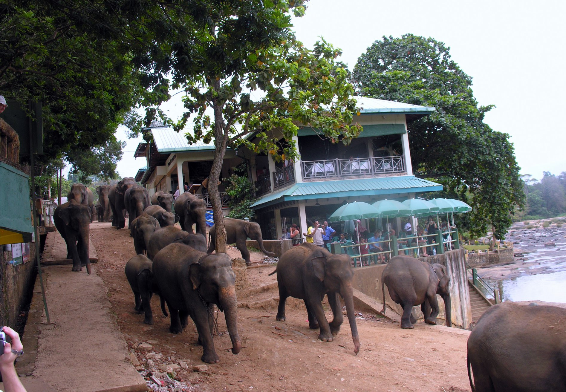 Шри-Ланка, фото № 1279 – фотографии Шри-Ланки