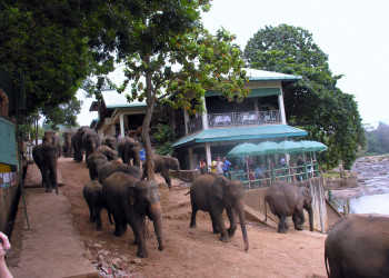 Шри-Ланка, фото № 1279 – фотографии Шри-Ланки