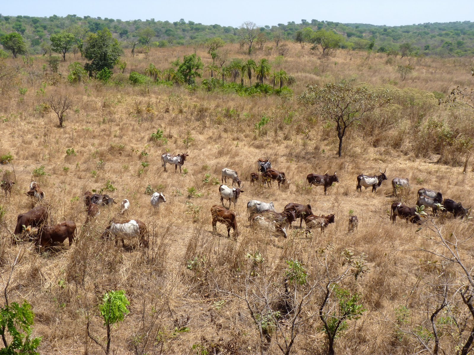 Kamerun – фотографии Камеруна