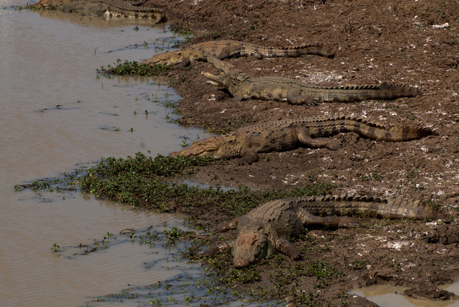 Национальный парк Яла (Yala National Park). Фото 2 – фотографии Шри-Ланки