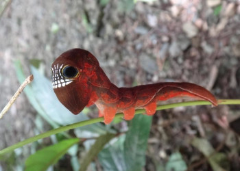Личинка ночной бабочки ленточницы подвида Phyllodes imperialis – фотографии Австралии