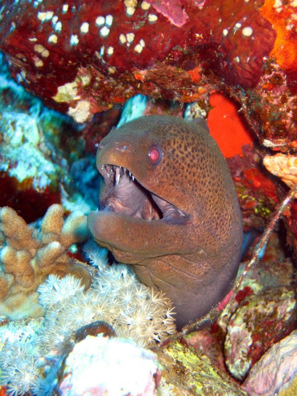 Марса-Алам, Египет, фото № 35345 – фотографии Египта