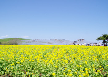 Парк Хитачи-Сисайд в Японии. Фото 3 – фотографии Японии