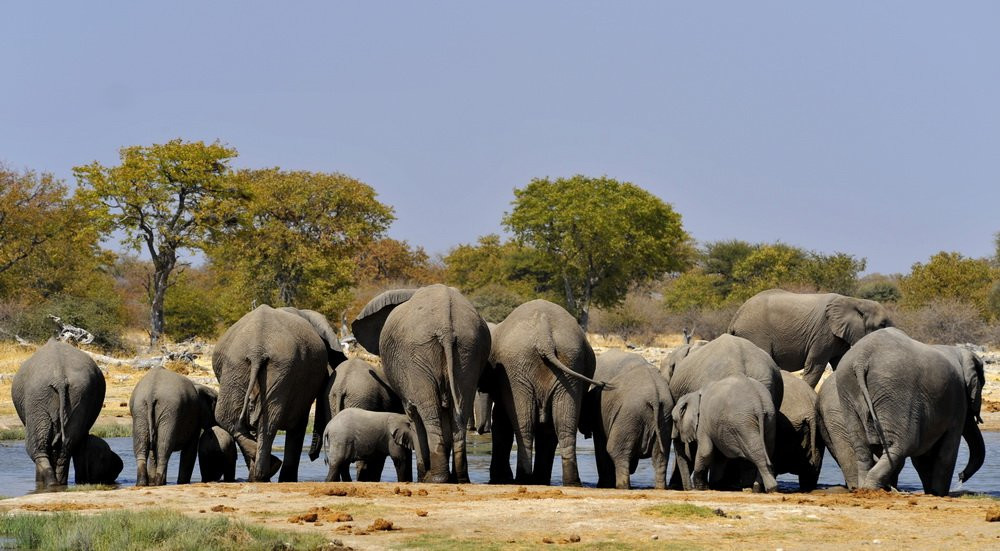 Слоны на водопое – фотографии Намибии