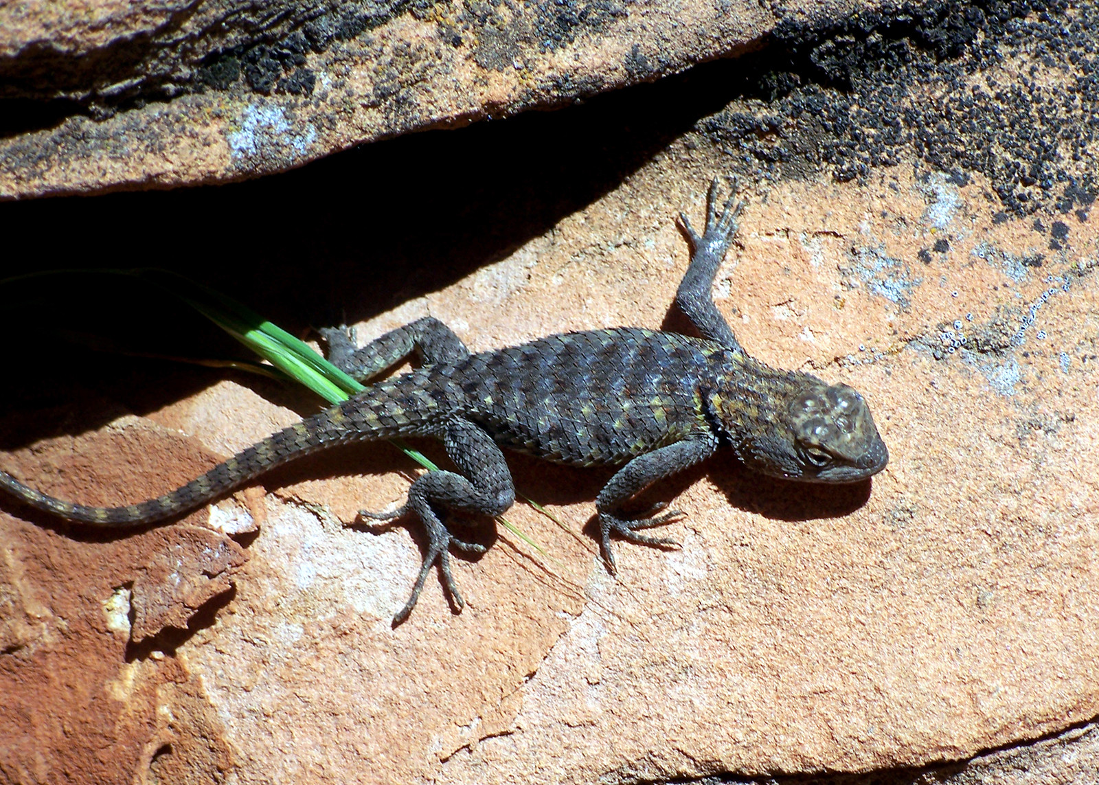 Национальный парк Зайон (Zion National Park) в США – фотографии США