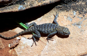 Национальный парк Зайон (Zion National Park) в США – фотографии США